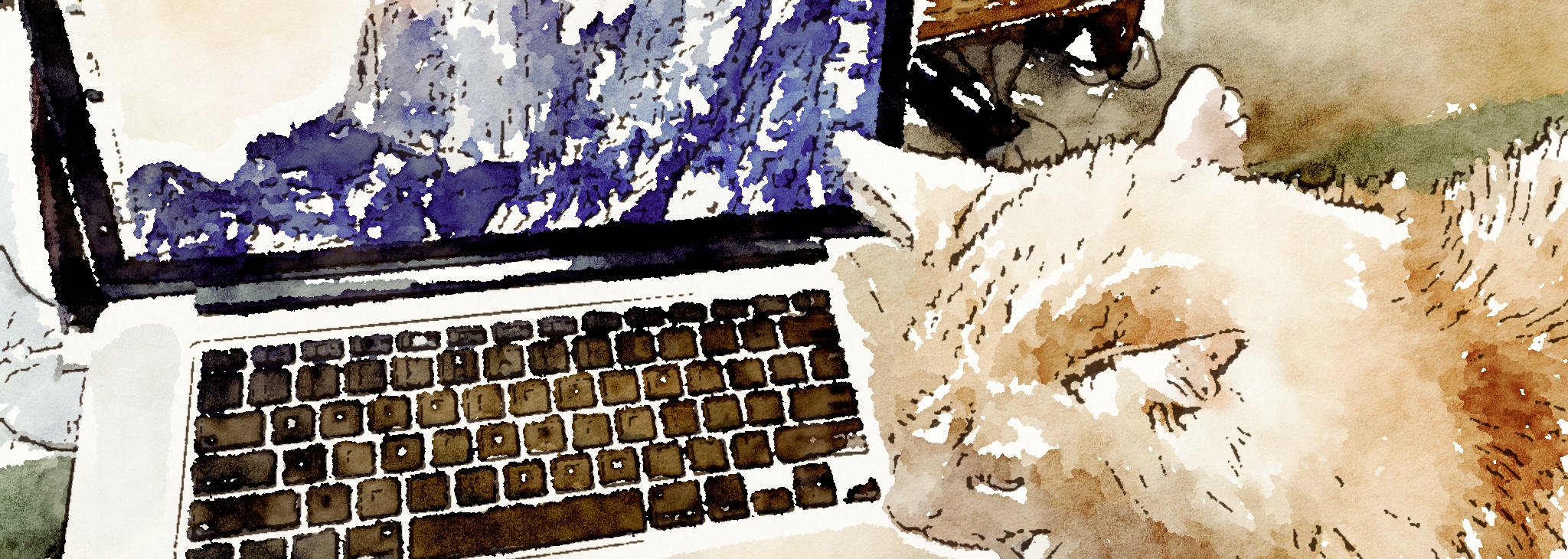 Computer and Cat