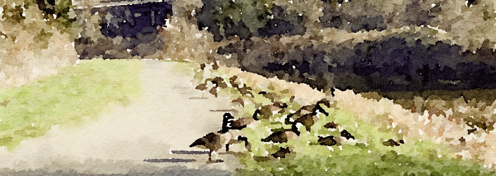Geese on the Burke-Gilman Trail